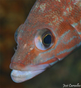 Little grouper close-up by José Carvalho 